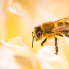 abejas y avispas