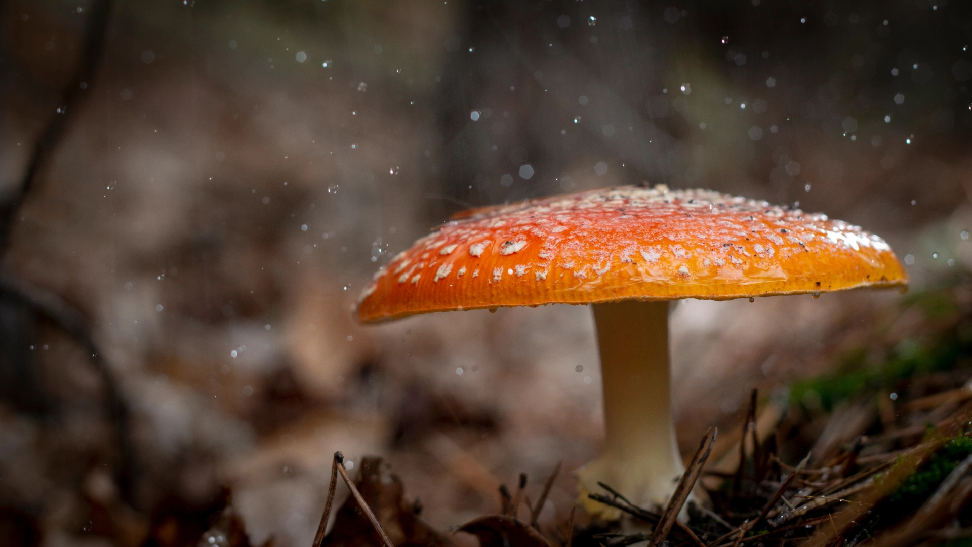 El peligro de las setas venenosas