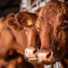 Dermatosis nodular, vacas