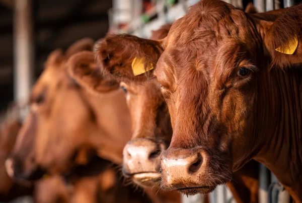 Dermatosis nodular, vacas