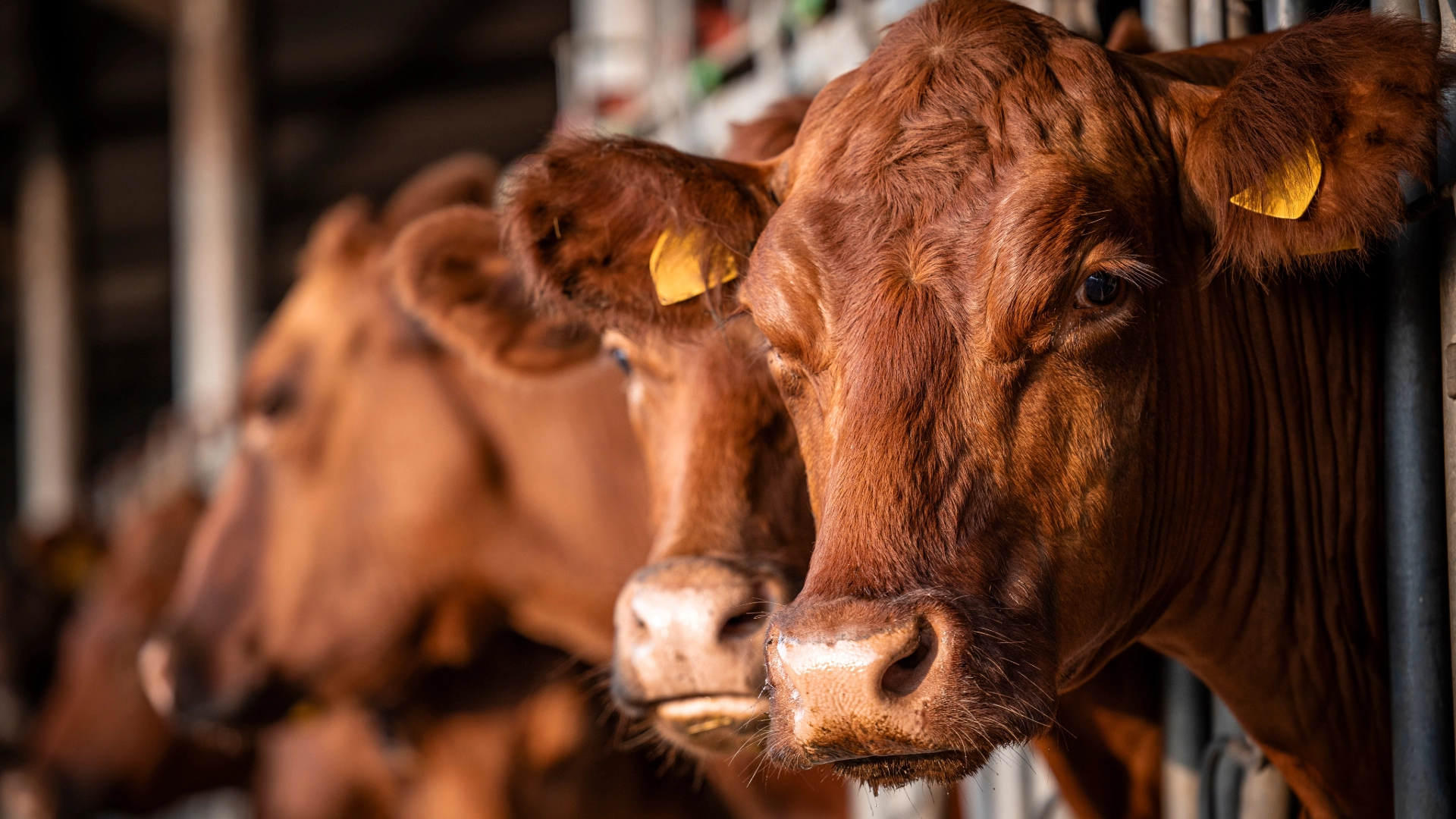 Dermatosis nodular contagiosa: la enfermedad que amenaza al ganado vacuno