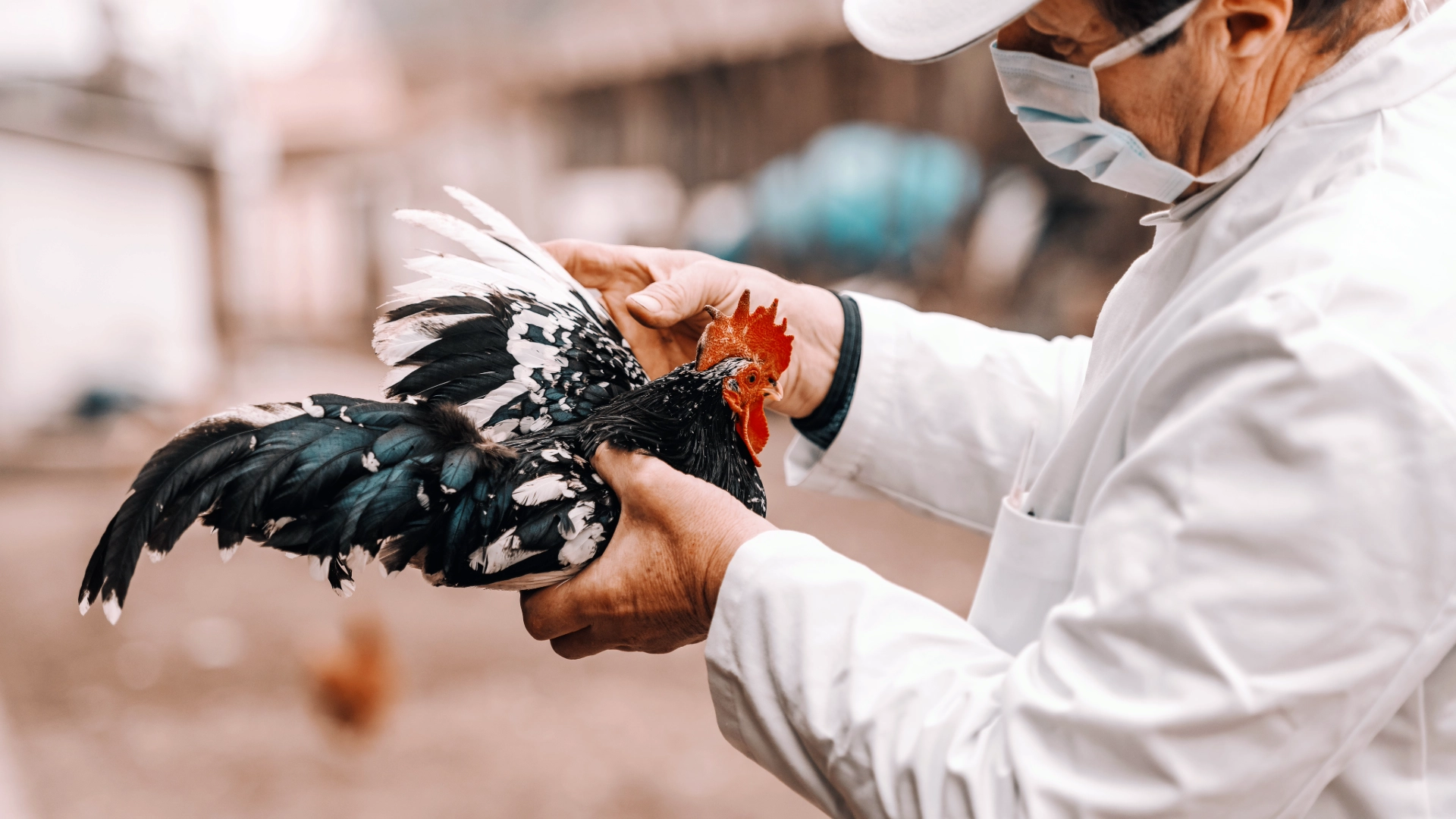 Gripe aviar: la crisis que dispara el precio de los huevos