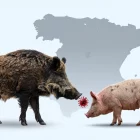 Peste porcina africana