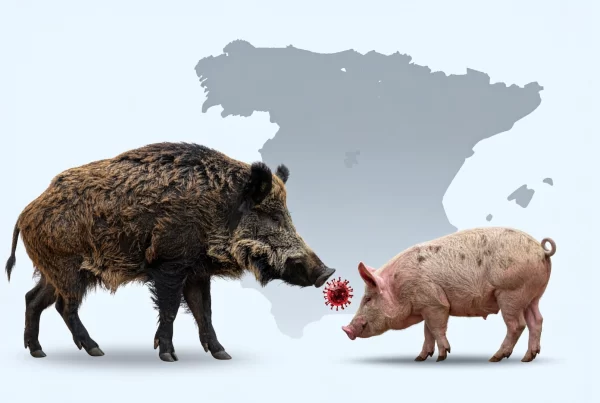 Peste porcina africana