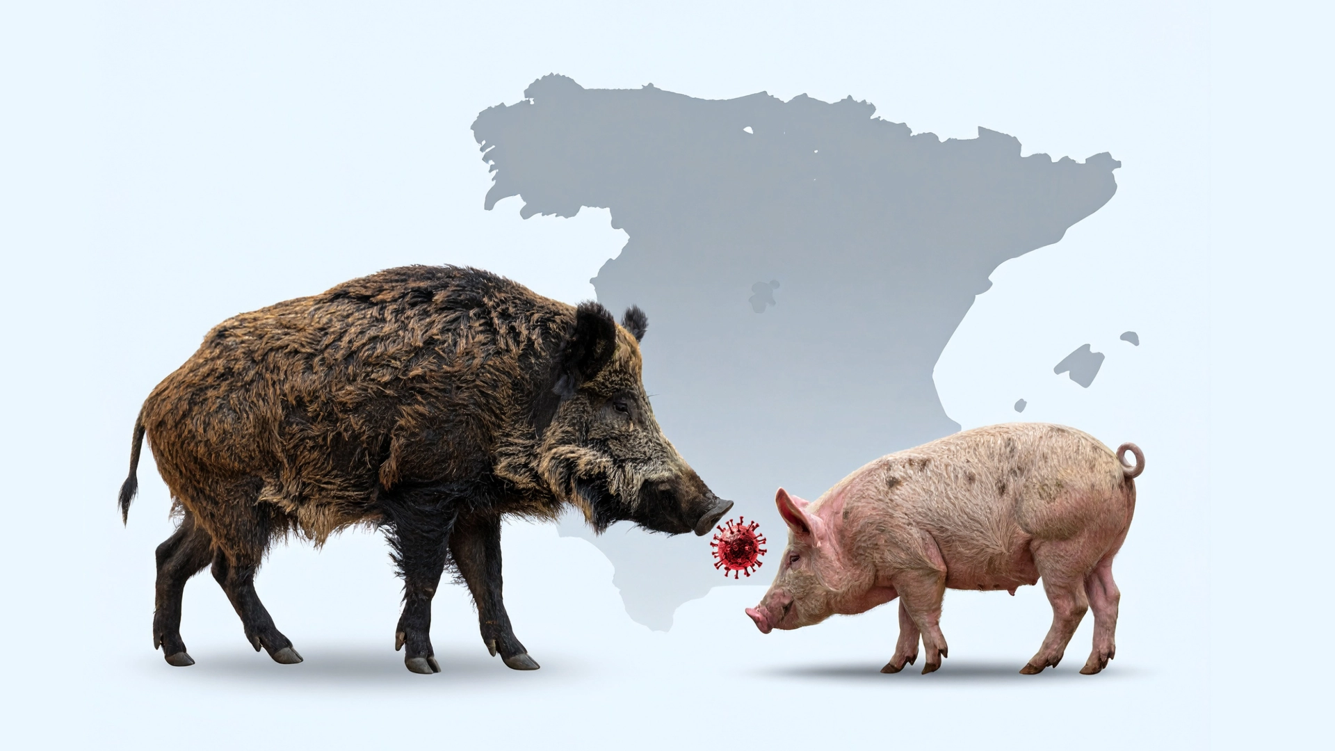 PESTE PORCINA AFRICANA: una vieja conocida amenaza de nuevo