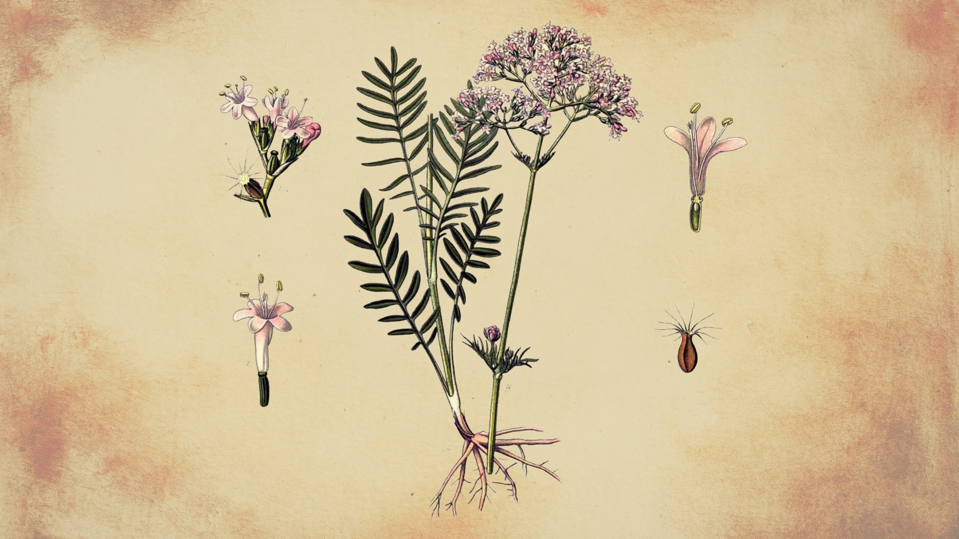 Valeriana: evidencia científica y uso seguro para el sueño