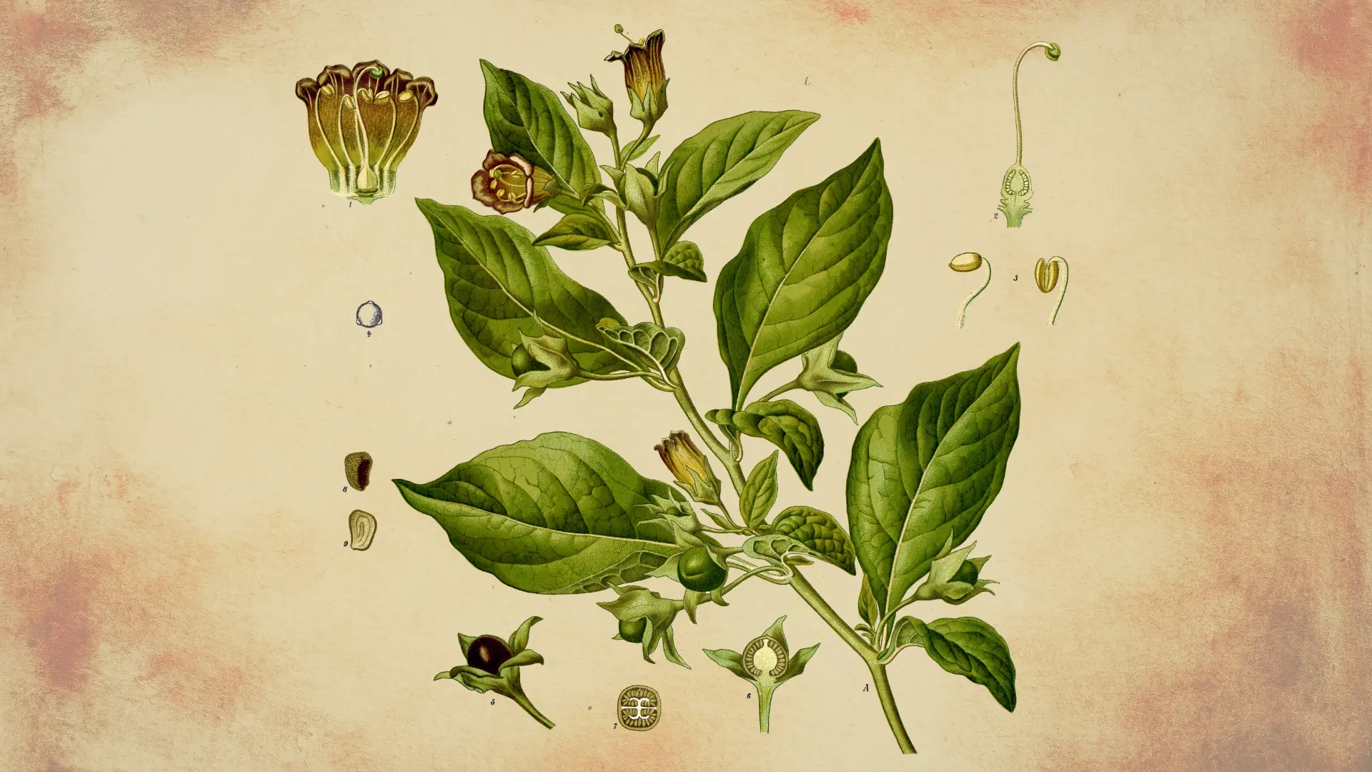 Belladona: una planta medicinal tan famosa como tóxica