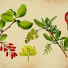 Berberina